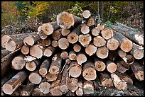Cut tree trunks. Maine, USA (color)