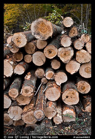 Felled tree trunks. Maine, USA