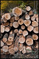 Felled tree trunks. Maine, USA (color)