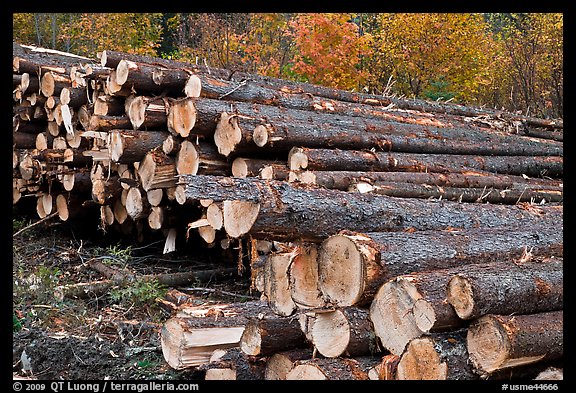 Forest trees after harvest. Maine, USA