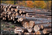 Forest trees after harvest. Maine, USA