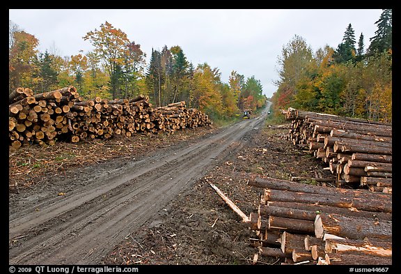 Forestry road with logs on both sides. Maine, USA