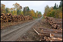 Forestry road with logs on both sides. Maine, USA