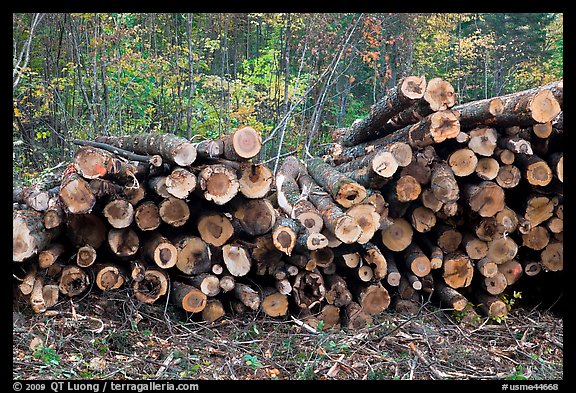 Cut timber wood. Maine, USA