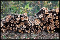 Cut timber wood. Maine, USA