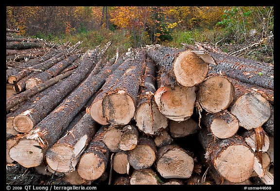 Harvested trees. Maine, USA (color)