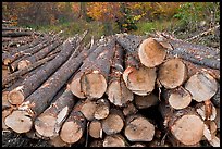 Harvested trees. Maine, USA (color)