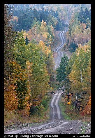 Meandering forestry road in autumn. Maine, USA