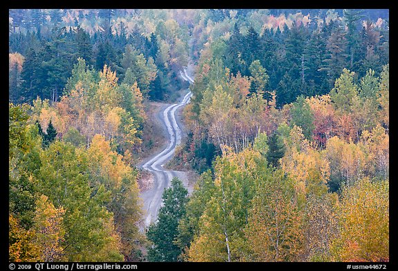 Northern forest in fall with narrow unimproved road. Maine, USA