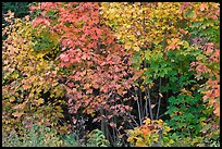 Yellow, red, and green leaves. Maine, USA ( color)