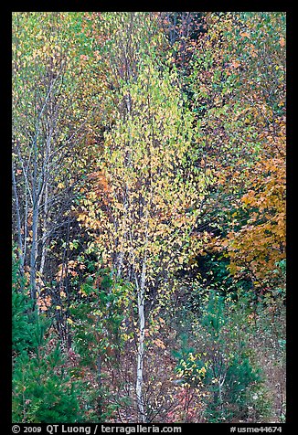 Young trees in fall foliage. Maine, USA