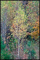 Young trees in fall foliage. Maine, USA