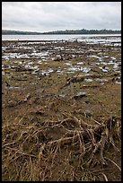 Dead trees and grasses on shores of Round Pond. Allagash Wilderness Waterway, Maine, USA ( color)