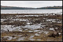 Dead trees and stumps, Round Pond. Allagash Wilderness Waterway, Maine, USA ( color)