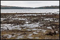 Dead trees and stumps, Round Pond. Allagash Wilderness Waterway, Maine, USA ( color)