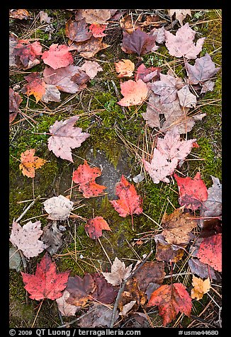 Red fallen maple leaves, moss and rock. Allagash Wilderness Waterway, Maine, USA (color)