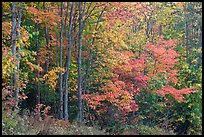 North woods trees with dark trunks in autumn foliage. Allagash Wilderness Waterway, Maine, USA