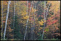 Septentrional trees with light trunks in fall foliage. Allagash Wilderness Waterway, Maine, USA (color)