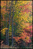 Northern trees with dark trunks in fall foliage. Allagash Wilderness Waterway, Maine, USA ( color)
