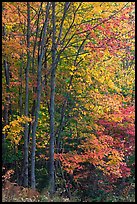 Northern trees with dark trunks in fall foliage. Allagash Wilderness Waterway, Maine, USA