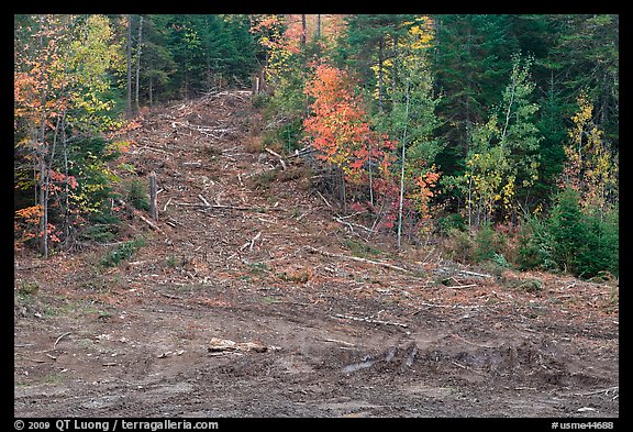 Clear cut gully in forest. Maine, USA