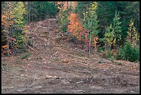 Clear cut gully in forest. Maine, USA (color)