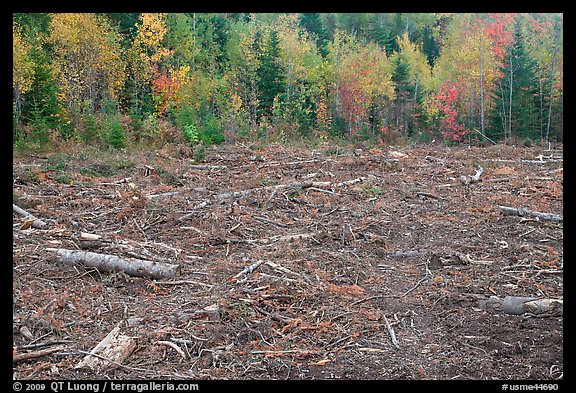 Clear cut forest in the fall. Maine, USA