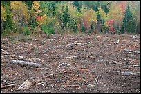 Clear cut forest in the fall. Maine, USA