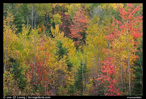 Northwoods autumn color. Maine, USA (color)