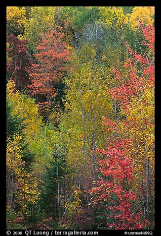 North woods forest color in autumn. Maine, USA (color)