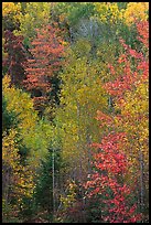 North woods forest color in autumn. Maine, USA
