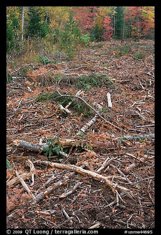 Tree remnants in logged area. Maine, USA (color)