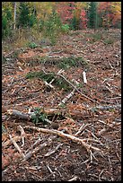 Tree remnants in logged area. Maine, USA (color)