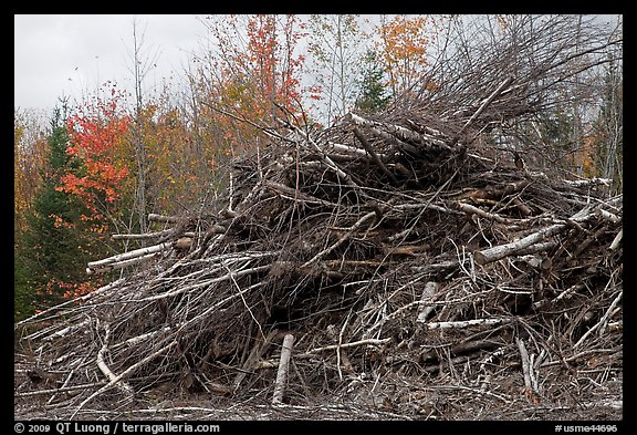 Pile of cut branches. Maine, USA