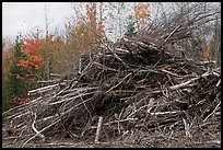 Pile of cut branches. Maine, USA