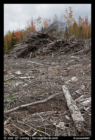 Cut area and twigs in logging area. Maine, USA