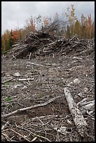 Cut area and twigs in logging area. Maine, USA