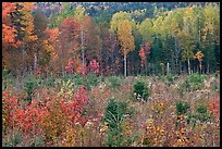 Clearing and north woods in the fall. Maine, USA