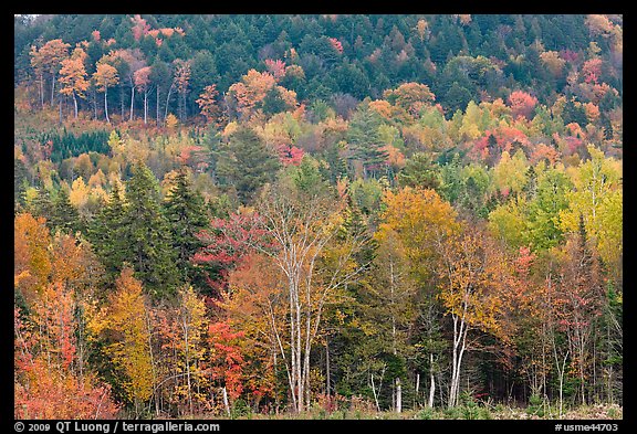 Northern woods in autumn. Maine, USA (color)