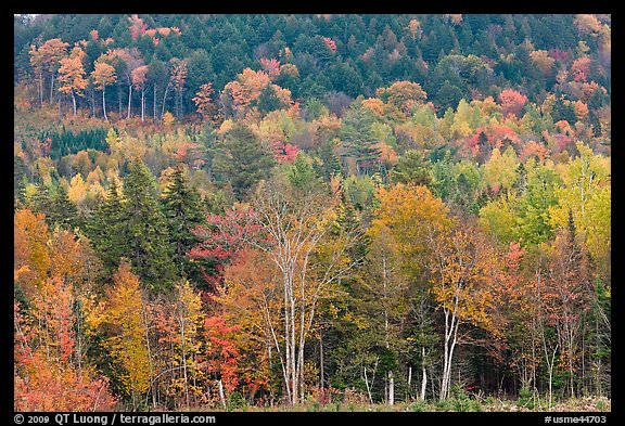 Northern woods in autumn. Maine, USA