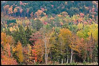 Northern woods in autumn. Maine, USA (color)