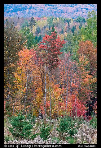 Northern forest in the fall. Maine, USA (color)