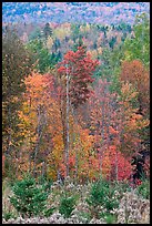 Northern forest in the fall. Maine, USA ( color)