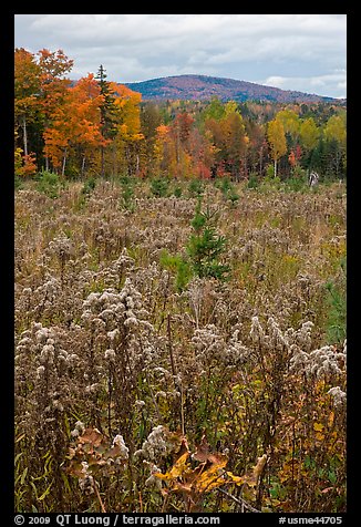 Clearing, forest in fall foliage, and hill. Maine, USA