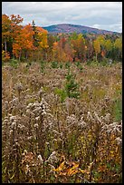 Clearing, forest in fall foliage, and hill. Maine, USA