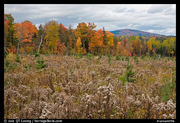 Clearing and forest in autumn. Maine, USA