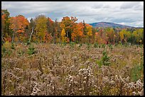 Clearing and forest in autumn. Maine, USA (color)