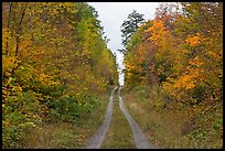 Grassy road in autumn. Maine, USA