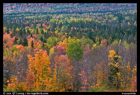 Septentrional woods in autumn. Maine, USA