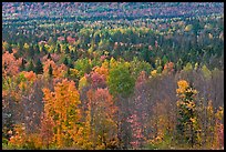 Septentrional woods in autumn. Maine, USA